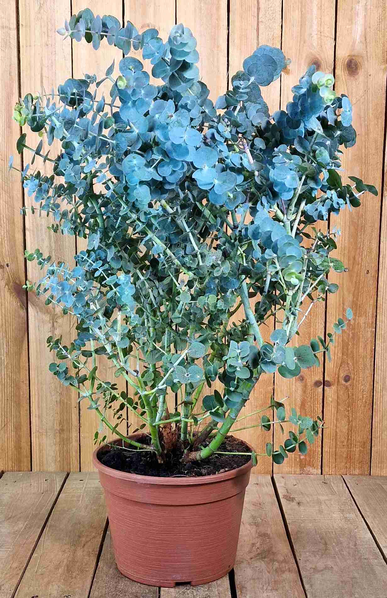 Eukalyptusbäume Exotische Schönheit für Ihren Garten